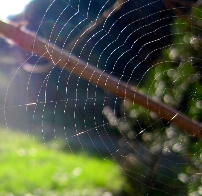 spider web