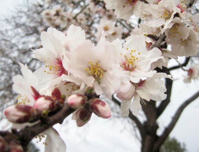 almond tree