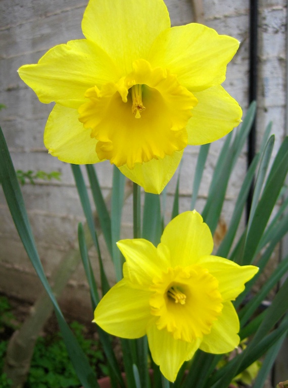 daffodil