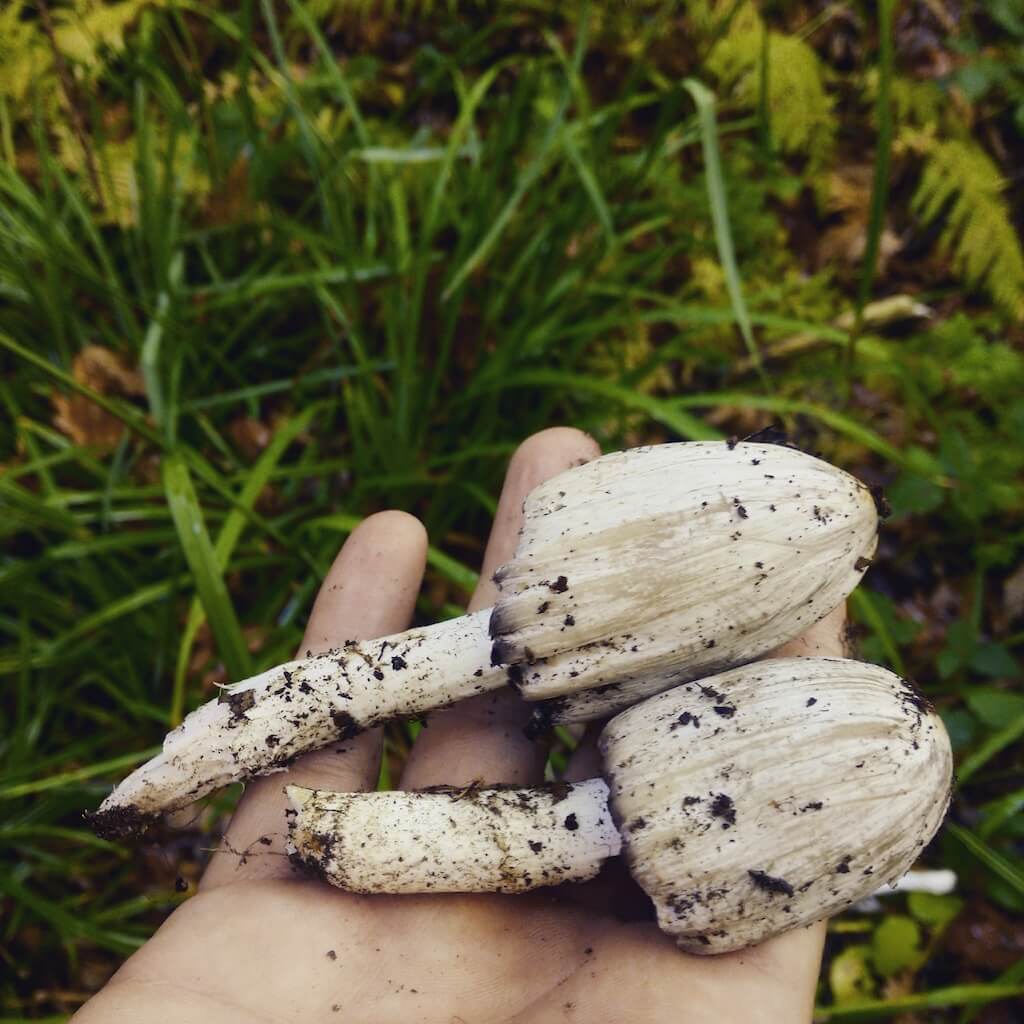 In the forest, looking for mushrooms.