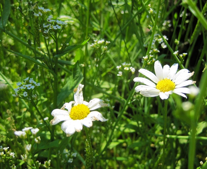 daisys