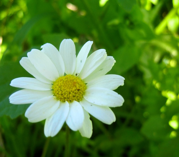 daisys