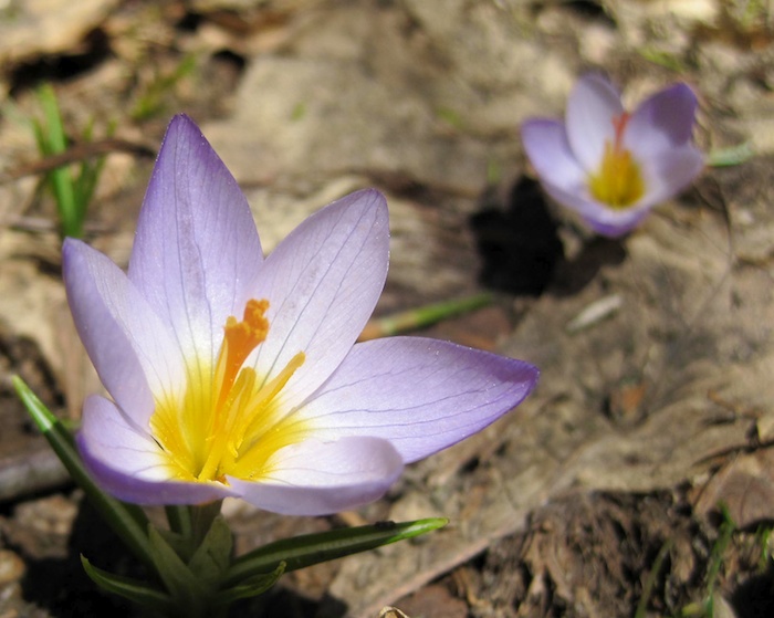 crocus