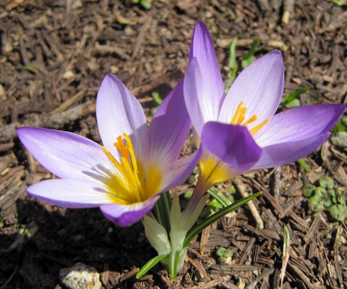 crocus