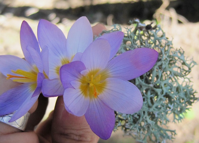 crocus