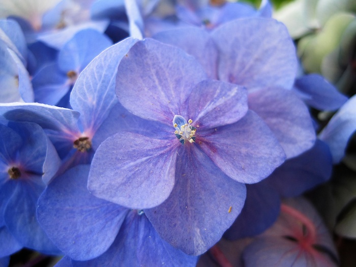 hydrangea