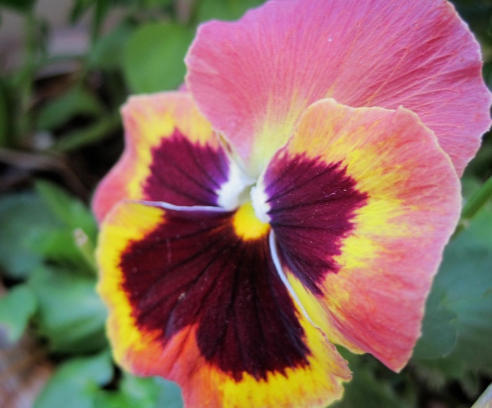 pansy