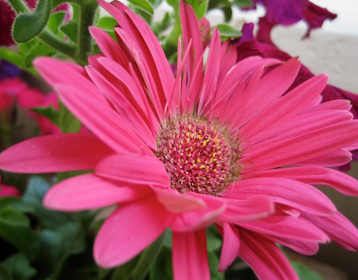 gerbera