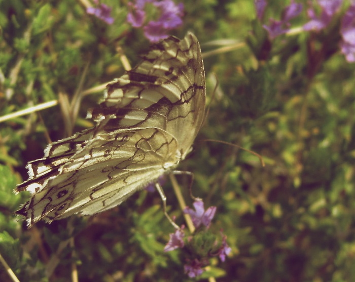 butterfly