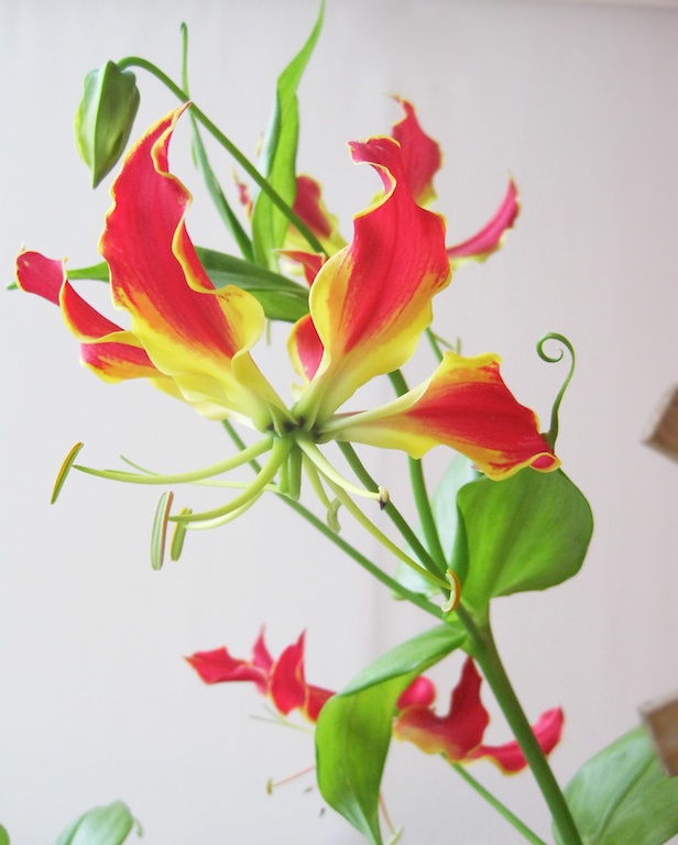 gloriosa lilly