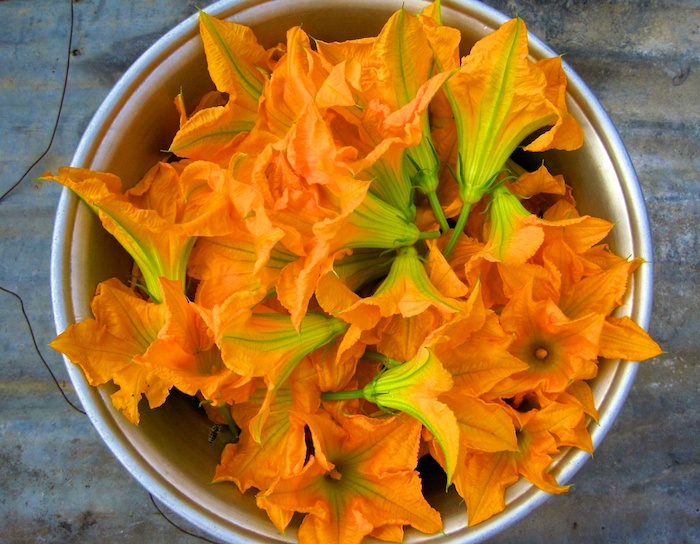 zucchini flowers