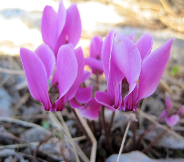 cyclamen