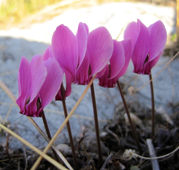 cyclamen