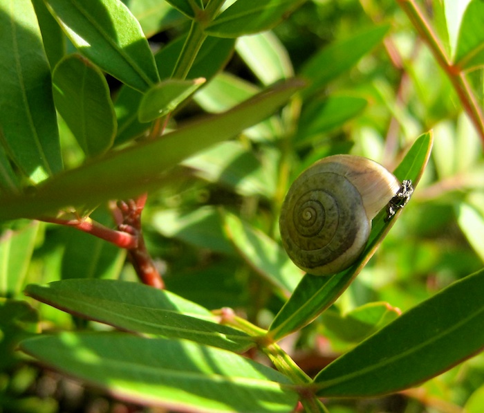 snail