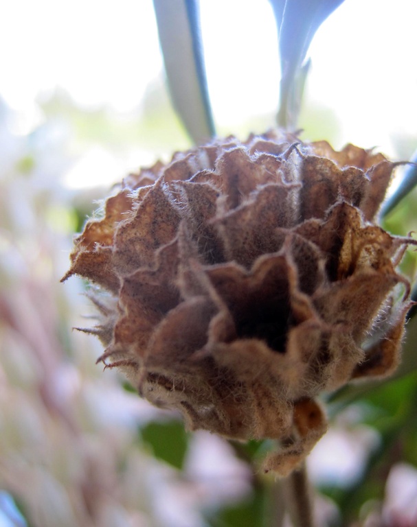 dried pod